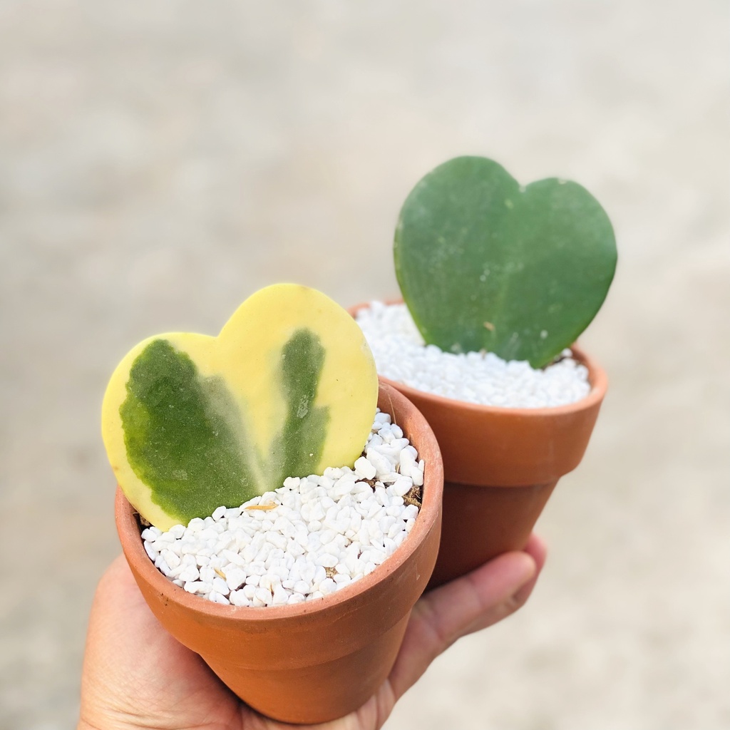 Đá Perlite – Chuyên trồng sen đá, xương rồng – Giá thể thoáng khí, thoát nước tốt