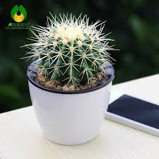 Hạt giống hoa xương rồng nhiều màu
