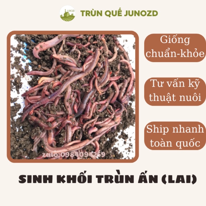 2 kg Phân sinh khối trùn/giun loại nhiều giun to combo 5 kg 170k bao ship lh shop