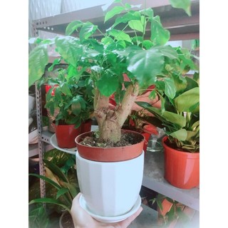 Chậu Cây Hạnh Phúc