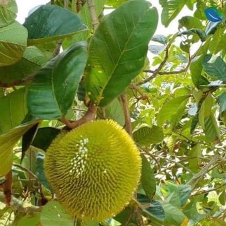 Cây giống mít ấn độ quả nhỏ siêu ngọt