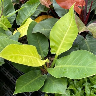 Trầu bà Đế Vương cây lớn nhiều màu cao 50cm