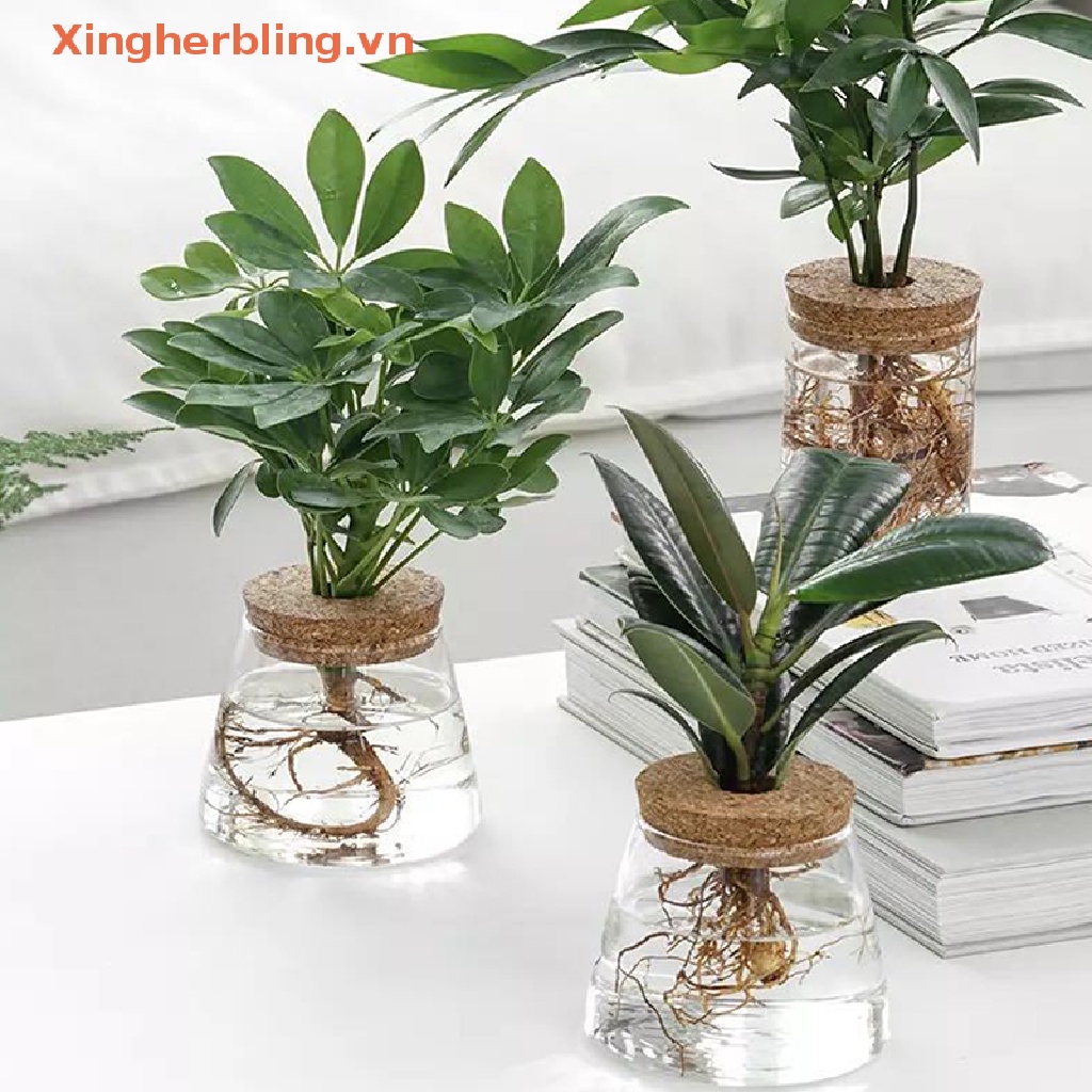 Xhb Chậu Hoa Bằng Thủy Tinh Trong Suốt Không Cần Đất