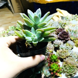 SEN ĐÁ PHA LÊ TÍM| SIZE BẦU| LỖI 1 ĐỔI 1