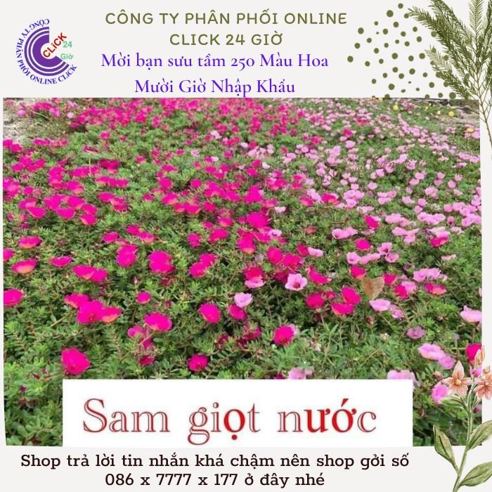 Hoa Mười Giờ Sam Giọt Nước Màu Tím Hoa Phủ Sân Vườn 0867777377