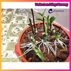 Siêu Kích thích ra rễ Root King lọ 20ml hàng đẹp, chuyên giâm chiêt cành, phân phối chuyên nghiệp VuonLanDungPhuong