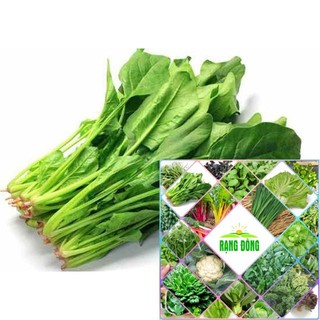 Gói 10 gr hạt giống rau chân vịt HAT F1