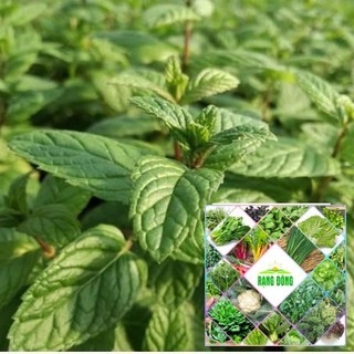 100H - HẠT GIỐNG BẠC HÀ ÂU PEPERMINT THE GARDEN