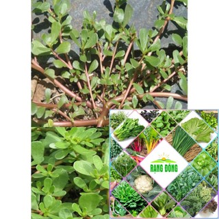Gói 5 gr hạt giống rau sam hat f1
