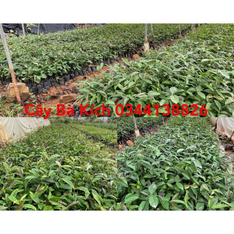 Cây giống Ba Kích Tím (mua 10 tặng 1)