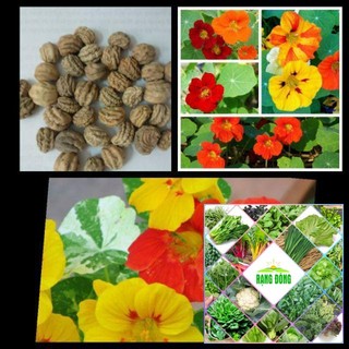 15 Hạt giống hoa sen cạn