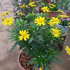 50 hạt giống hoa cúc thân gỗ