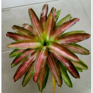 Dứa màu piccolo