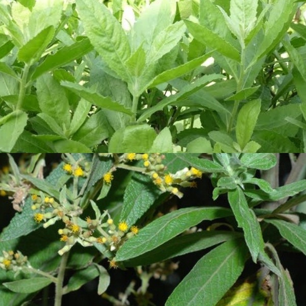 CÂY CÚC TẦN - CÂY GIỐNG