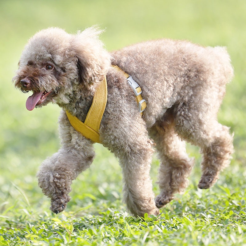 HamshMoc Bộ Dây Dắt Và Dắt Chó Đi Dạo Mềm Mại Thoải Mái Có Tay Cầm Điều Chỉnh Được Dành Cho Chó Trung Bình Nhỏ