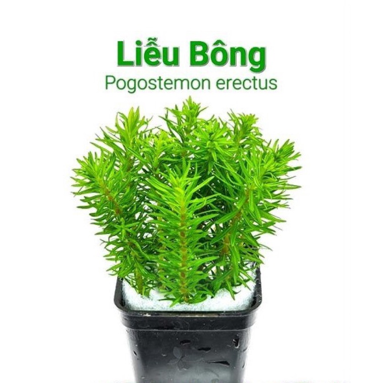 1 NGỌN Liễu Bông Lá Cạn / Lá Nước - Cây Thủy Sinh - Cây Cắt Cắm