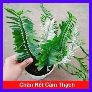 Cây Chân Rết - Cây cảnh mini