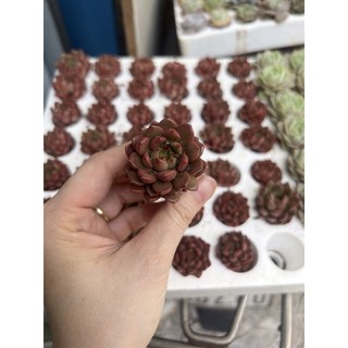 Sen đá Rubi đỏ size vĩ - sen đá Đà Lạt giá rẻ
