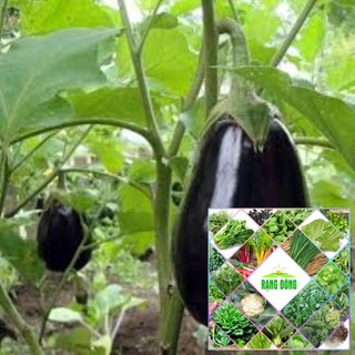 50 hạt giống cà tím giọt nước quả đen