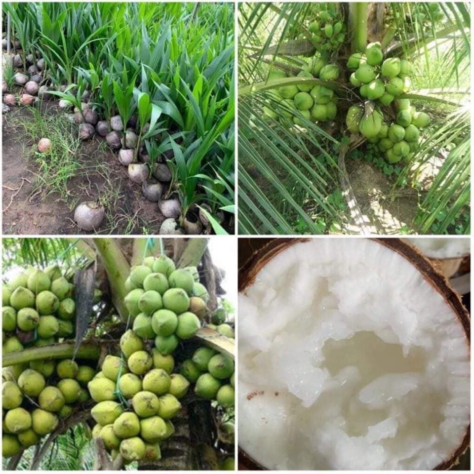 CÂY GIỐNG DỪA SÁP ( cây giống siêu sớm có bảo hành)