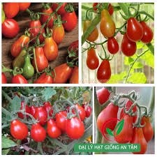 hạt giống cà chua lê đỏ 50 hạt