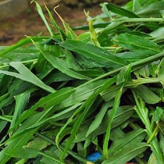 Lá Gừng Tươi 100gr (Hàng luôn có sẵn)