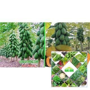 5 hạt giống đu đủ lùn quả dài siêu trái
