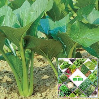 Gói 10g hạt giống rau cải ngọt