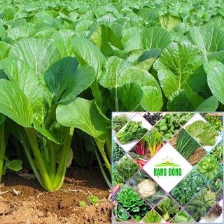 Gói 10 gr hạt giống rau cải ngọt tuyền HAT F1