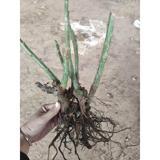 COMBO 5 Gốc Hoa Hồng Cổ hoa thơm nức