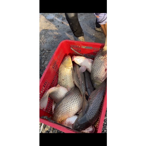 Mồi Câu Chuyên Chép ZINX11