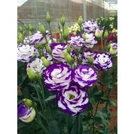 50h hạt giống hoa cát tường - Mix nhiều màu ( Lisianthus)