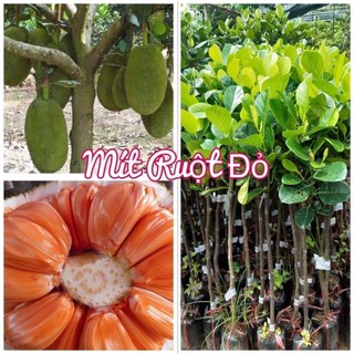 Cây Mít thái ruột đỏ