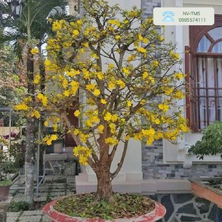 Cây giống mai tứ quý giống .