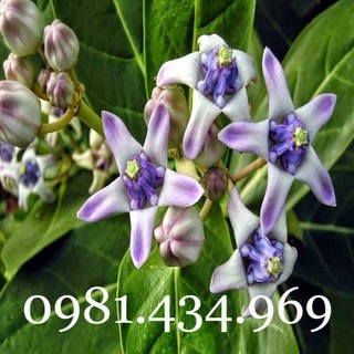 Lá Hen Khô 01 KG (Bàng Biển, Bồng Bồng, Lưỡi Bò)