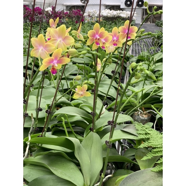 Hoa lan hồ điệp thơm