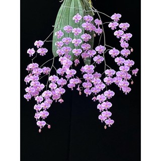 Hoa lan hồ điệp rừng - hồ điệp đá