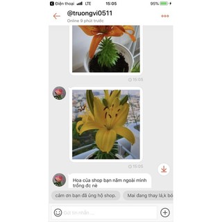 củ hoa ly lùn trồng giống (có 9 màu)
