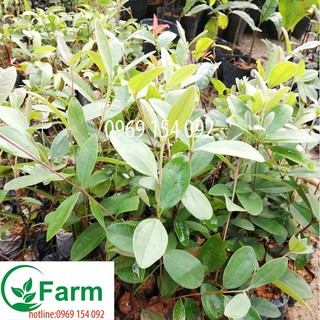 Combo 2 cây hoa sim rừng ( hãy trồng thử bạn nhé- sẽ thích đó) (cây đẹp mã )