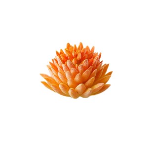 Cây Mọng Nước Trang Trí Sáng Tạo
