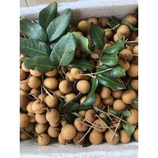 Cây giống nhãn tiêu da bò 7 tô