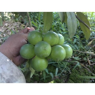 Cây giống chanh bông tím ( cây giống siêu sơm bảo hành)