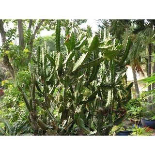 xương rồng ba cạnh ( xương rồng ông) - 1 thân