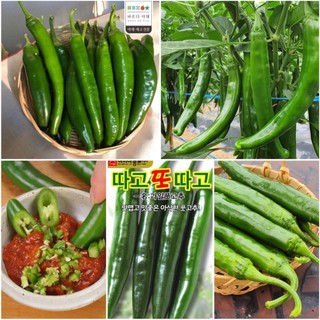 Gói 10 hạt giống ớt dưa chuột hàn quốc ⚡ chuẩn f1 ⚡ hạt giống ớt dưa chuột hàn quốc f1 quả giòn mọng nước