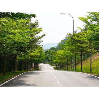 [Nhu_Mai_Garden]Cây bàng Đài Loan