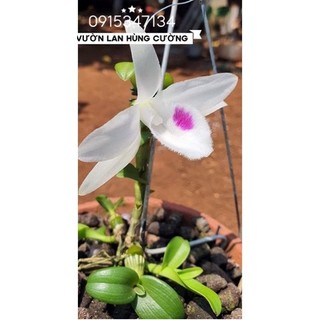 PHI ĐIỆP ĐỘT BIẾN 5 CÁNH TRẮNG PHÚ THỌ