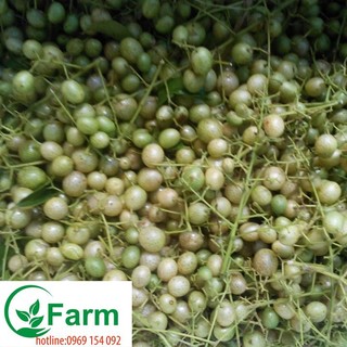 COMBO 02 cây móc mật  tặng thêm cây mặc định ( hãy trồng thử bạn nhé- sẽ thích đó) (cây đẹp mã )
