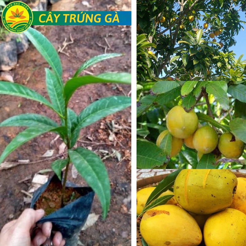 [Nhu_Mai_Garden]Cây trứng gà ( Lêkima) chất lượng cao