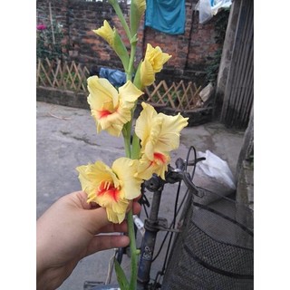 Củ hoa lay ơn ( cam kết giống chuẩn )