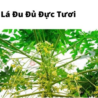 500gram lá cây đu đủ đực tươi - lá đu đủ đực phơi khô tự nhiên